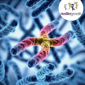 Image of Nesiller Genetic Diagnostics Gallery 0